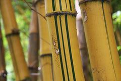 golden hawaiian bamboo