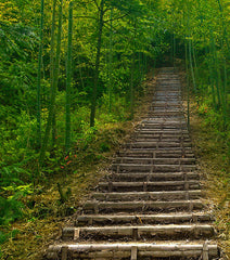 bamboo landscape