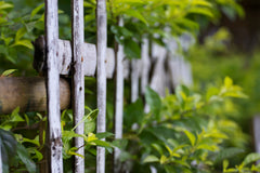 bamboo fence