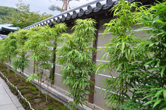 black bamboo privacy hedge