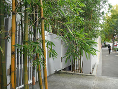 potted outdoor bamboo