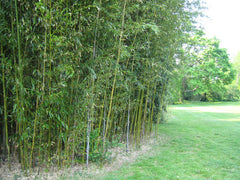 Bamboo hedge tall