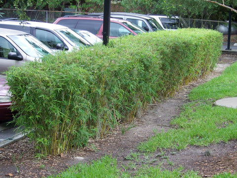 bamboo hedge