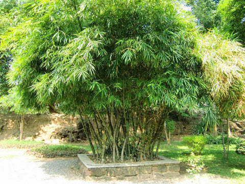 Buddha Belly Bamboo | Bambusa Ventricosa