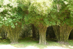 multiplex bamboo