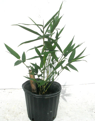 Bamboo Nursery Plant