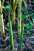 2 For 1 Sale: "Alphonse Karr" Clumping Hedge Bamboo Bambusa Multiplex. Buy One Get One FREE