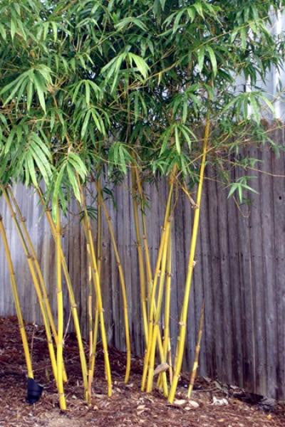 Asian Lemon Bamboo 117