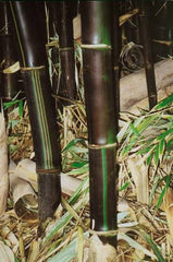 Black Bamboo | Bambusa Lako