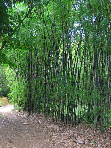 black bamboo privacy screen