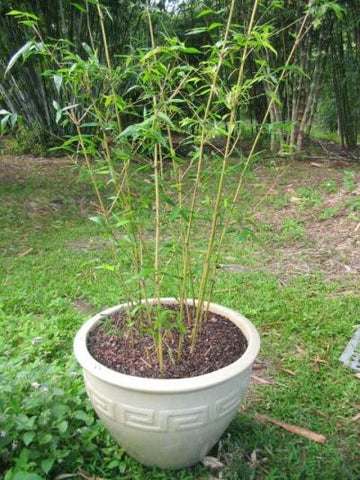 Graceful Bamboo- Bambusa Textilis Gracilis Clumping Hedge Bamboo