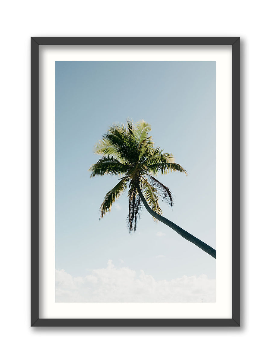 Fakarava Palm Tree – Driftward