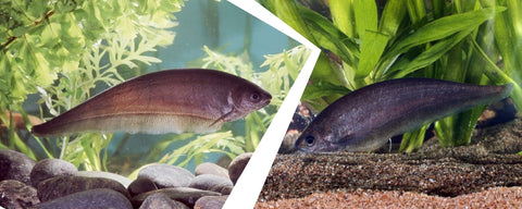 Buy African Knifefish Online