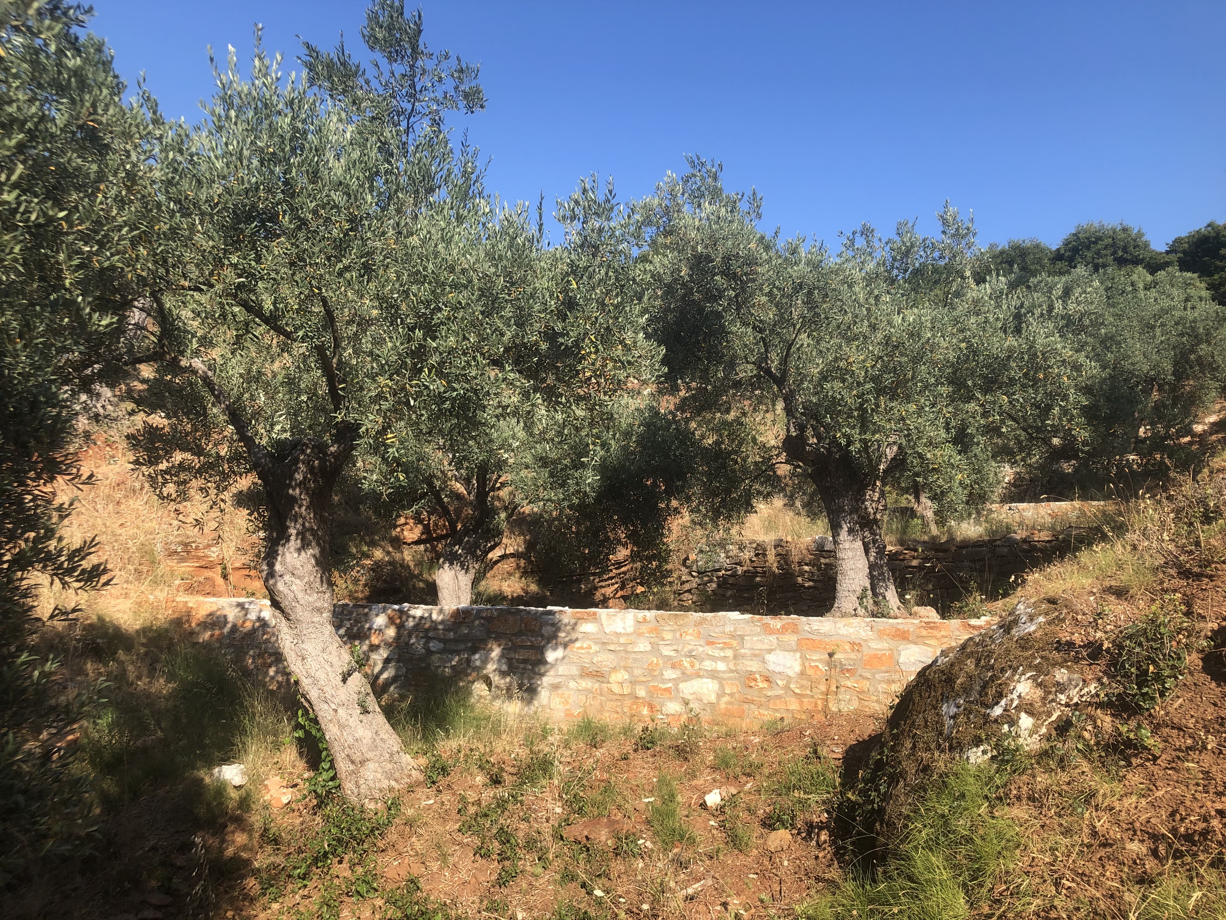 Olivenhain Griechenland Pelion Prasouda