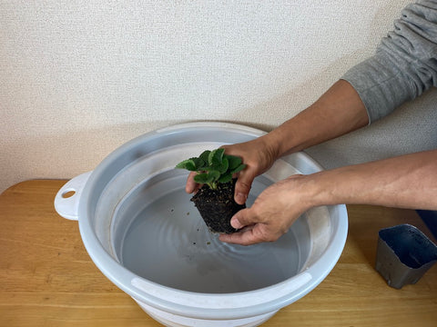 いちご植え替え2