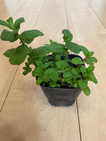 アップルミント植え替え1