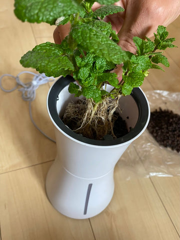 アップルミント植え替え6