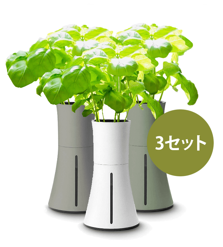 ボタニアム　新品未使用　6点セット　専用