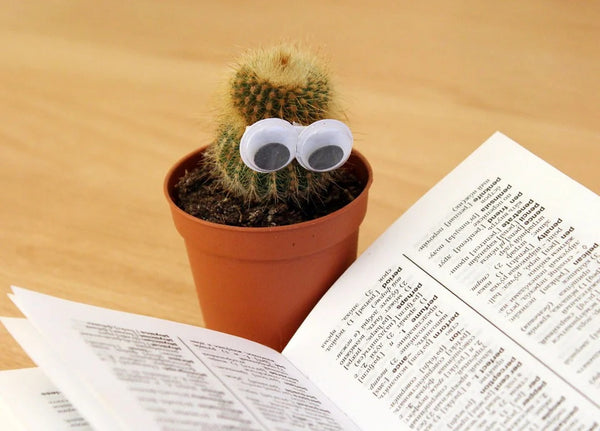 cactus reading a book
