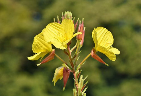 evening primrose oil benefits