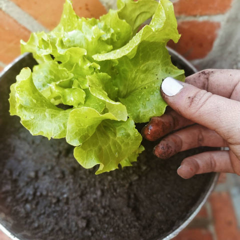 growing our own plant, lettuce, garden, plant, motherhood, maternity, pregnancy