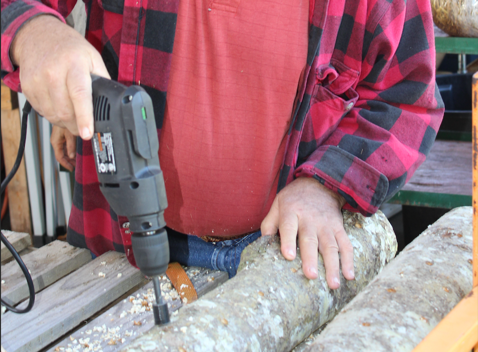 Drilling holes into logs for mushroom inoculation