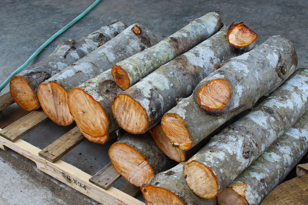 Hardwood logs ready for mushroom inoculation