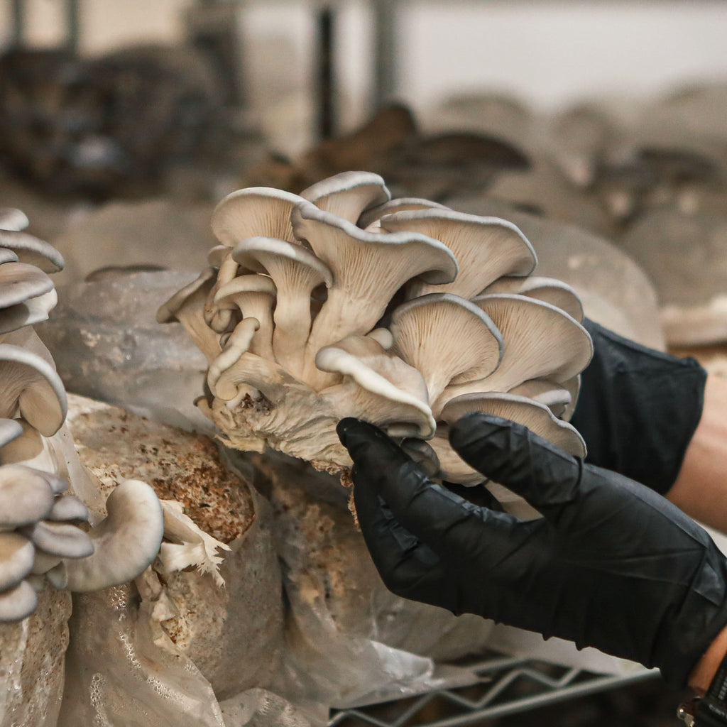 Harvesting fresh oyster mushrooms at an organic farm