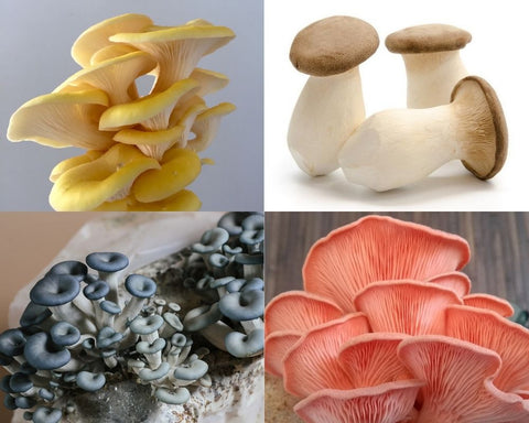 Types of Oyster mushrooms