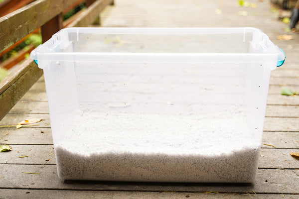 Shotgun fruiting chamber for growing mushrooms at home