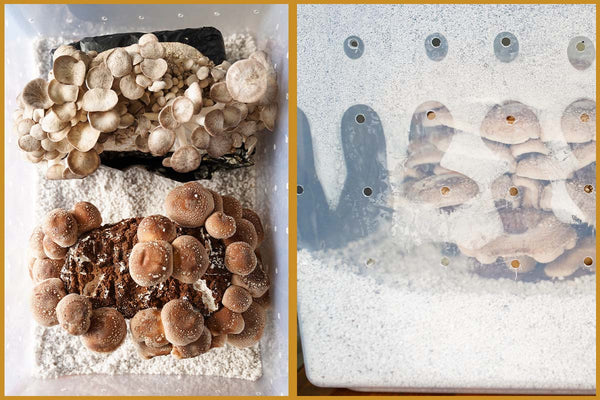 A DIY mushroom growing chamber will maintain high humidity