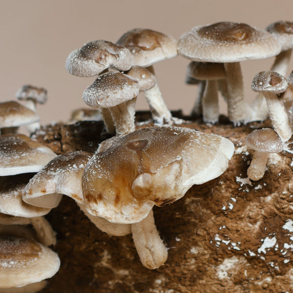 Shiitake mushrooms up close