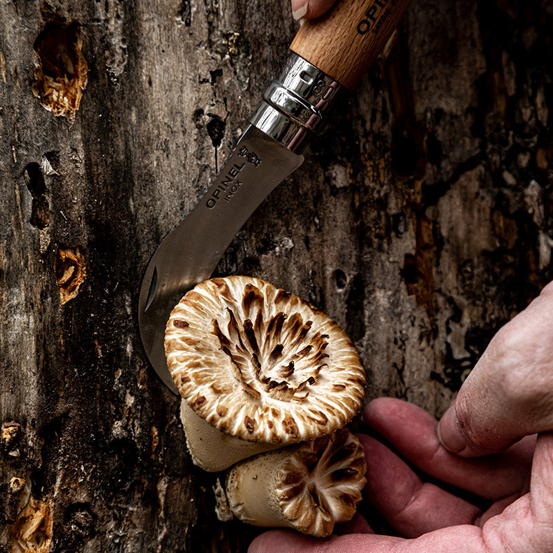 Mushroom Hunter’s Knife Mushroom Foraging Knife Cascadia Mushrooms