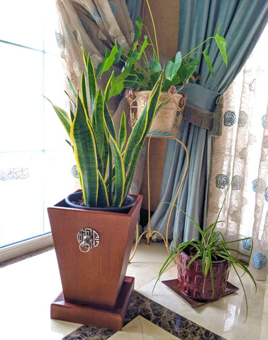 indoor plants