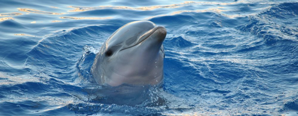 save the dolphin