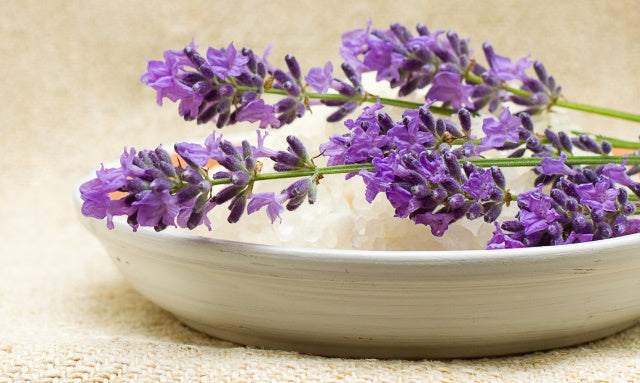 fresh lavender