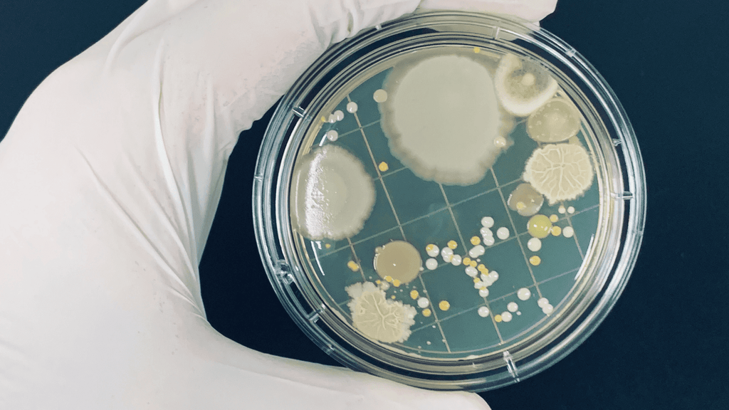 Contiene propiedades antimicrobianas. Foto de Geobacillus de Getty Images