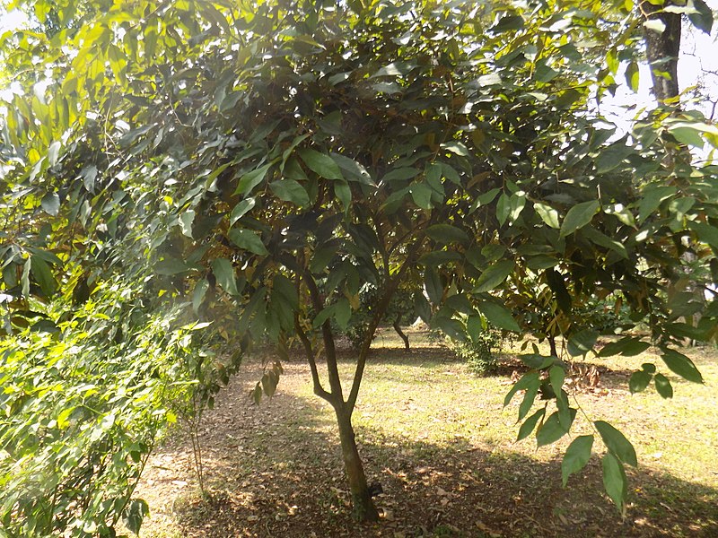 Arbre à oignons de pays (Afrostyrax lepidophyllus). Photo de Wikimedia Commons.