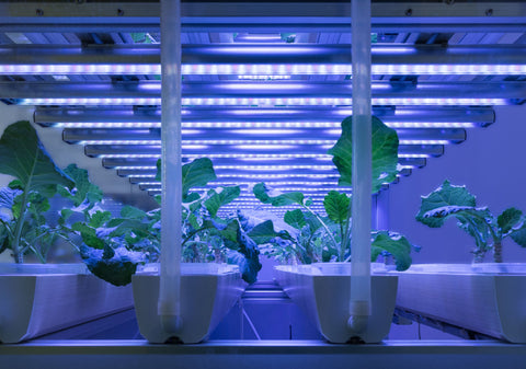 Plants growing under LED lights in hydroponic garden