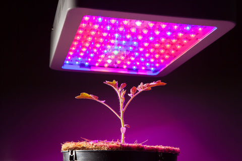 Tomato plant growing under LED light in hydroponic grow room