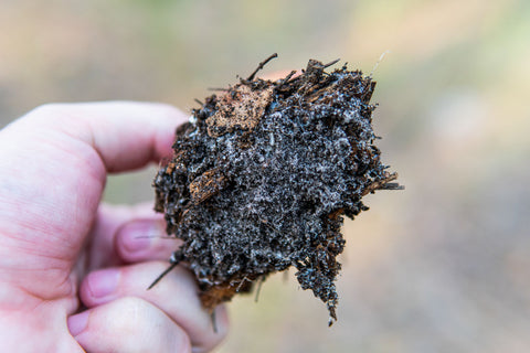 Mycelium of fungi in the forest