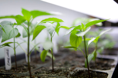 Seedlings in indoor hydroponic garden under fluorescent grow lights