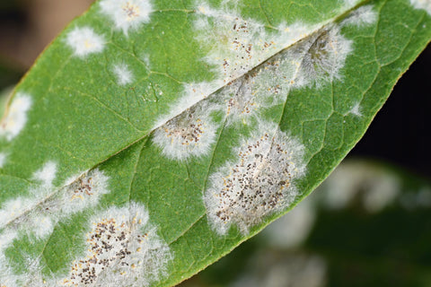 Powdery mildew infection on green leaf