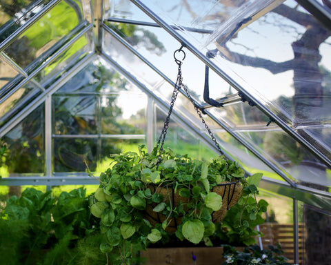 Canopia Greenhouse Plant Hanger with plant