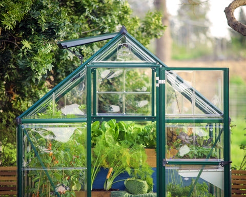 Close up of the Canopia Hybrid 6' x 10' Greenhouse with plants inside.