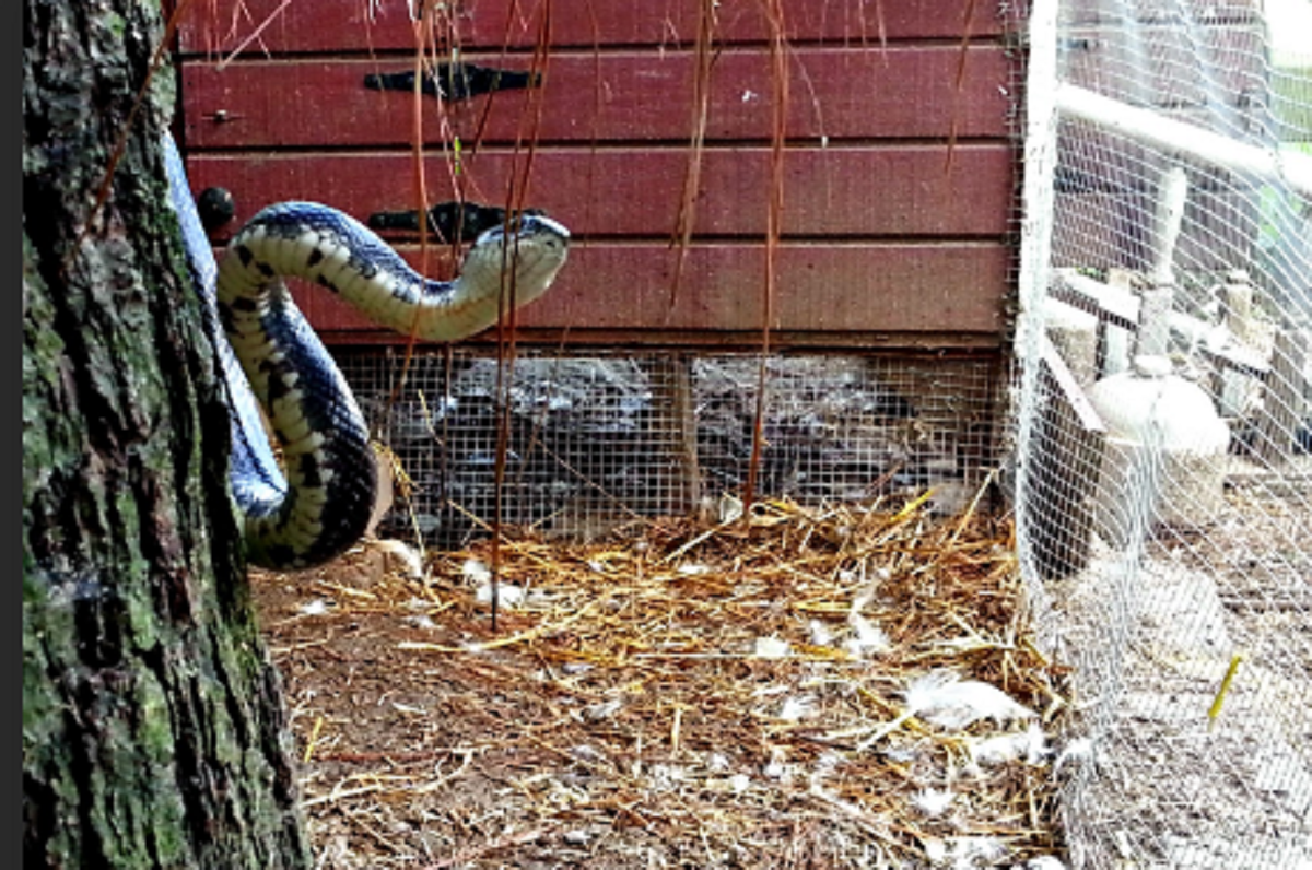 A snake approaching a chicken coop