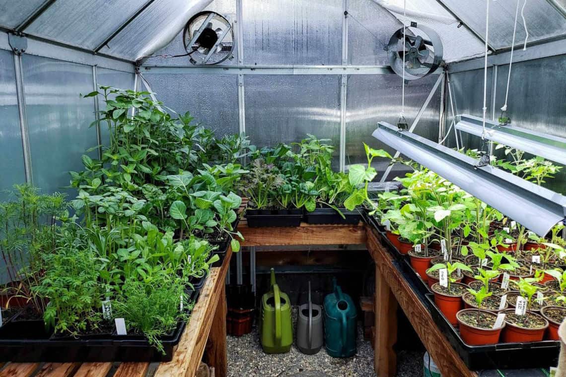 an image of plants inside a greenhouse with heating and cooling system
