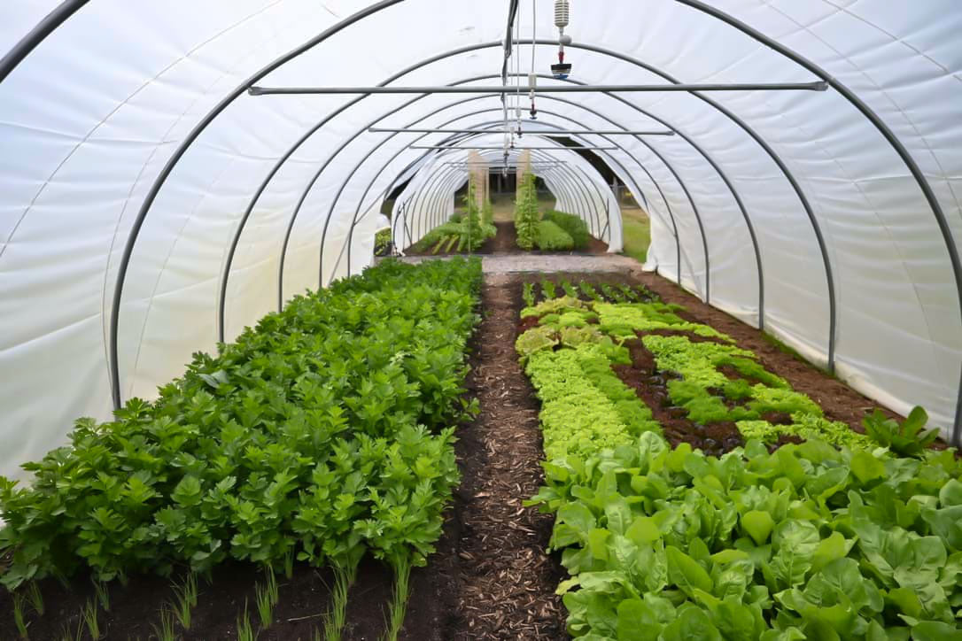the interior of a hoop tunnel greenhouse with plastic sheeting