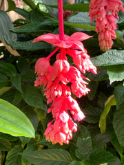 Red Flower Blooming Upside Down