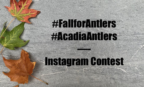 Acadia Antlers GIVEAWAY and Fall Dog Tips Fun Pumpkin Leaves Play Puppy